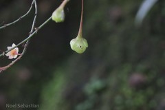 Phyllanthus gageanus